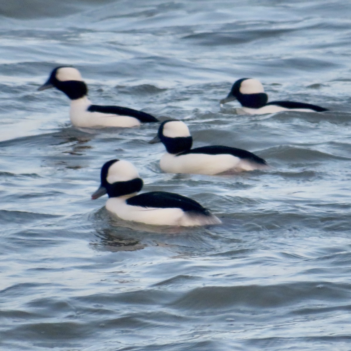 Bufflehead - ML627833597