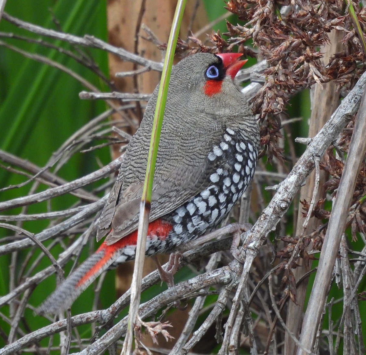 Red-eared Firetail - ML627833601