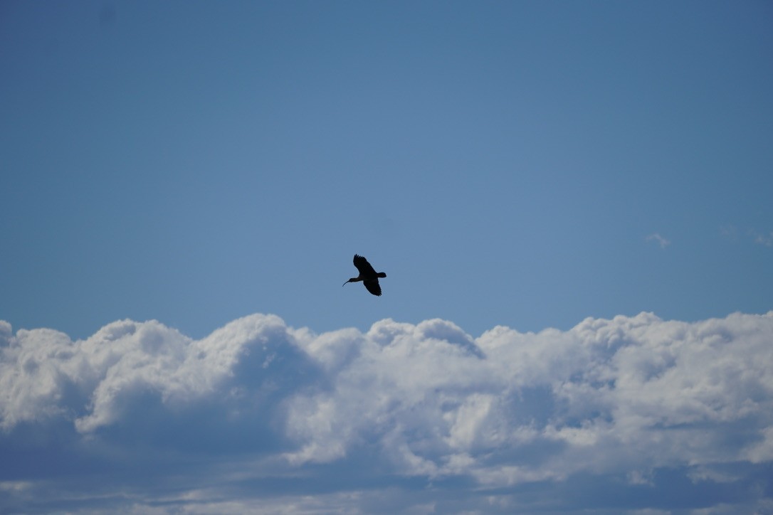 Black-faced Ibis - ML627833602