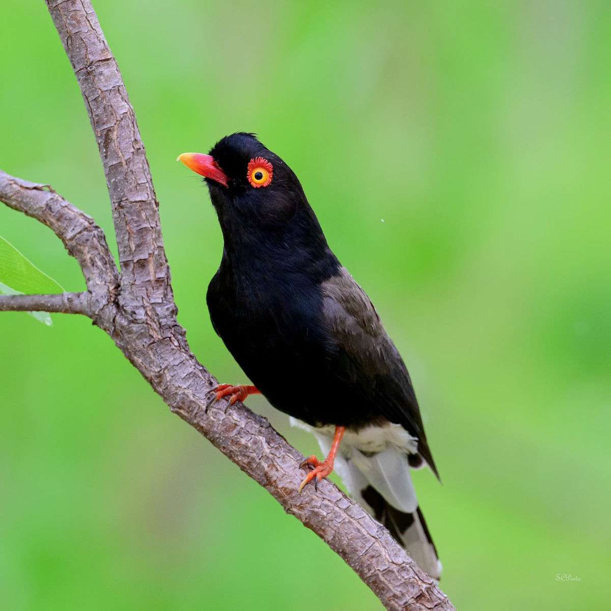Retz's Helmetshrike - ML627833606