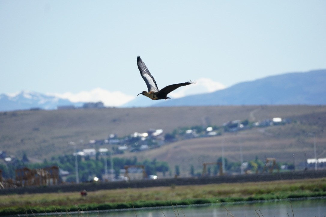 Black-faced Ibis - ML627833611