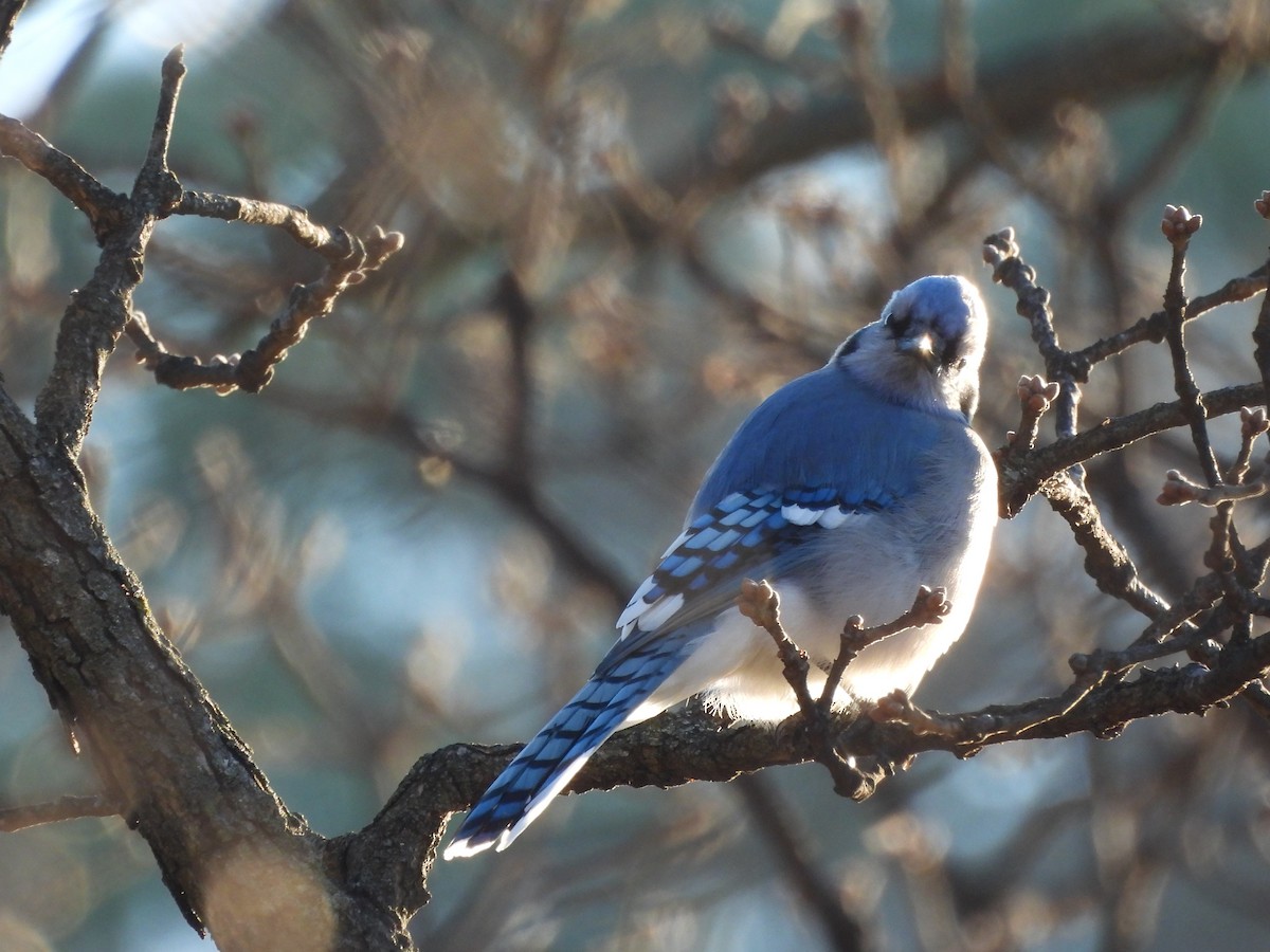 Blue Jay - ML627833641