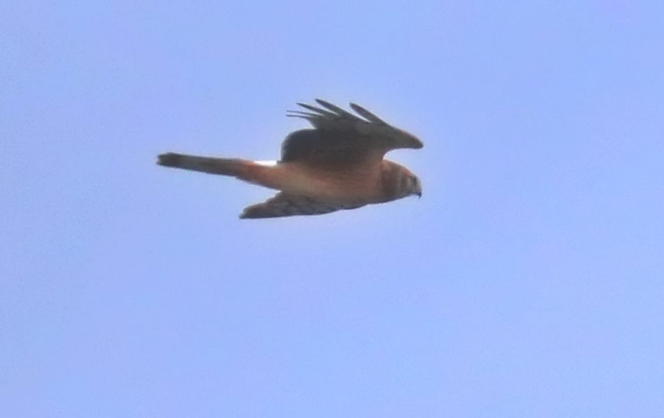 Northern Harrier - ML627833644