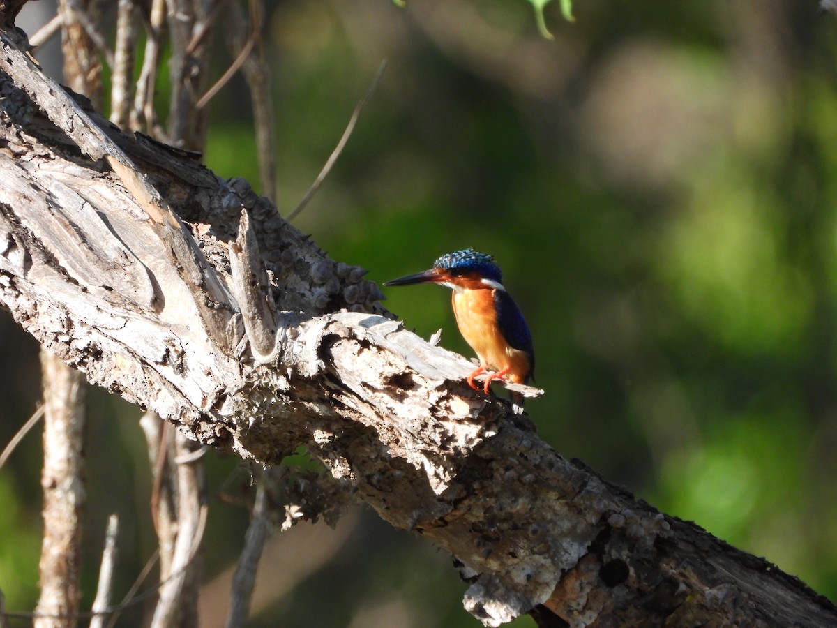 Malagasy Kingfisher - ML627833647