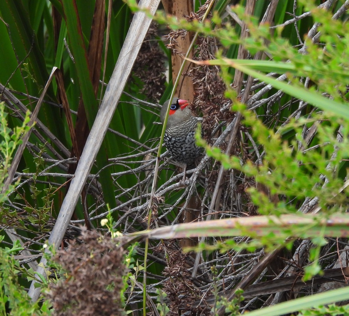 Red-eared Firetail - ML627833654