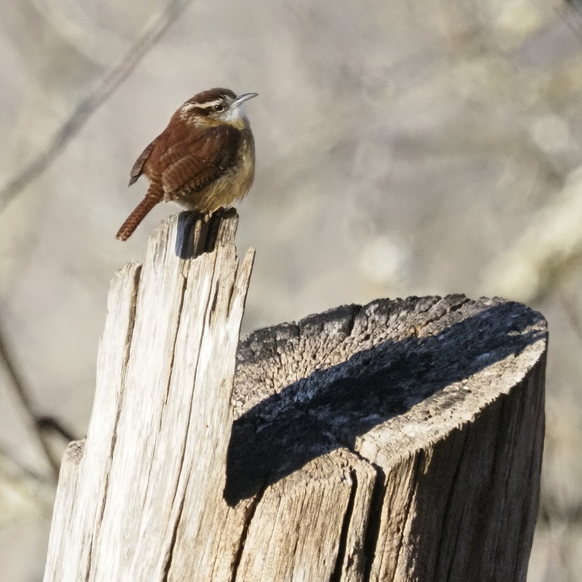 Carolina Wren - ML627833662