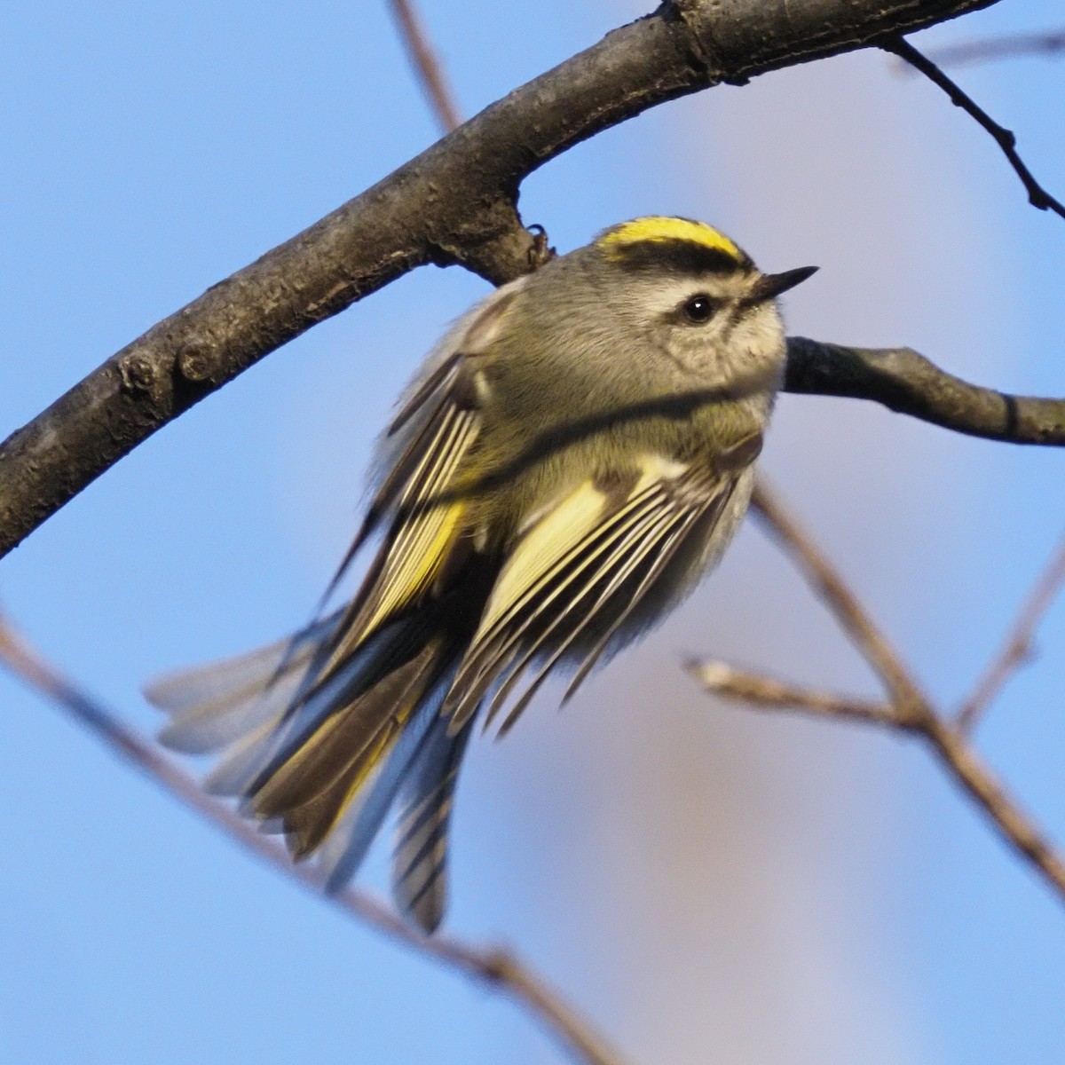 Golden-crowned Kinglet - ML627833672