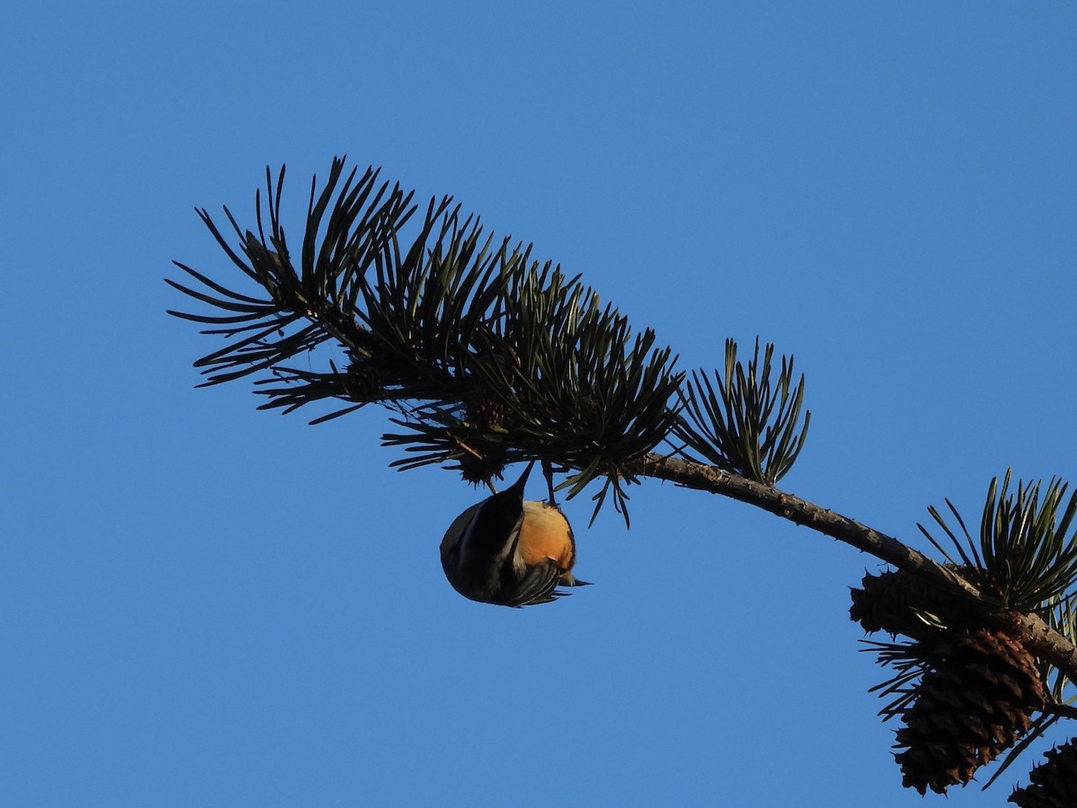 Red-breasted Nuthatch - ML627833696