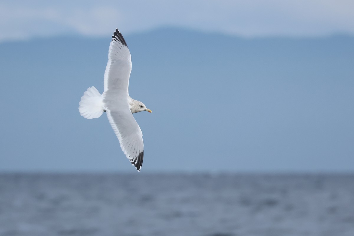 Goéland arctique (thayeri) - ML627833720