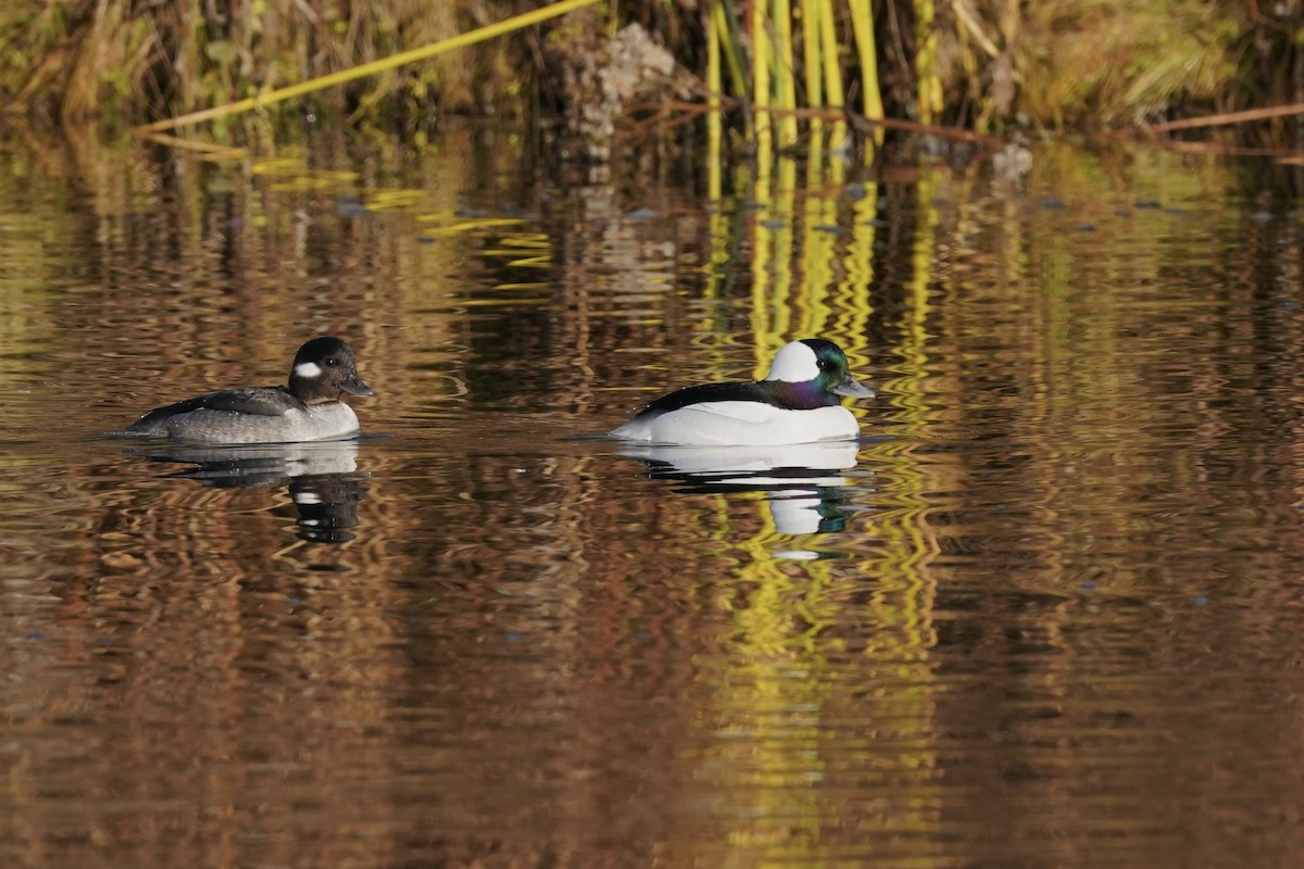 Bufflehead - ML627833725