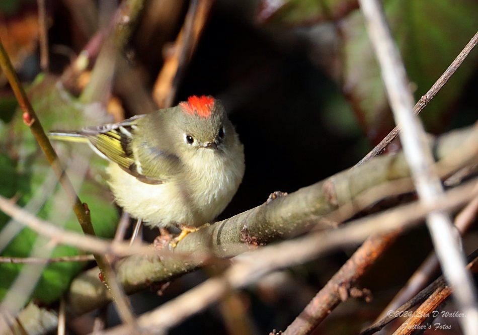 Ruby-crowned Kinglet - ML627833728