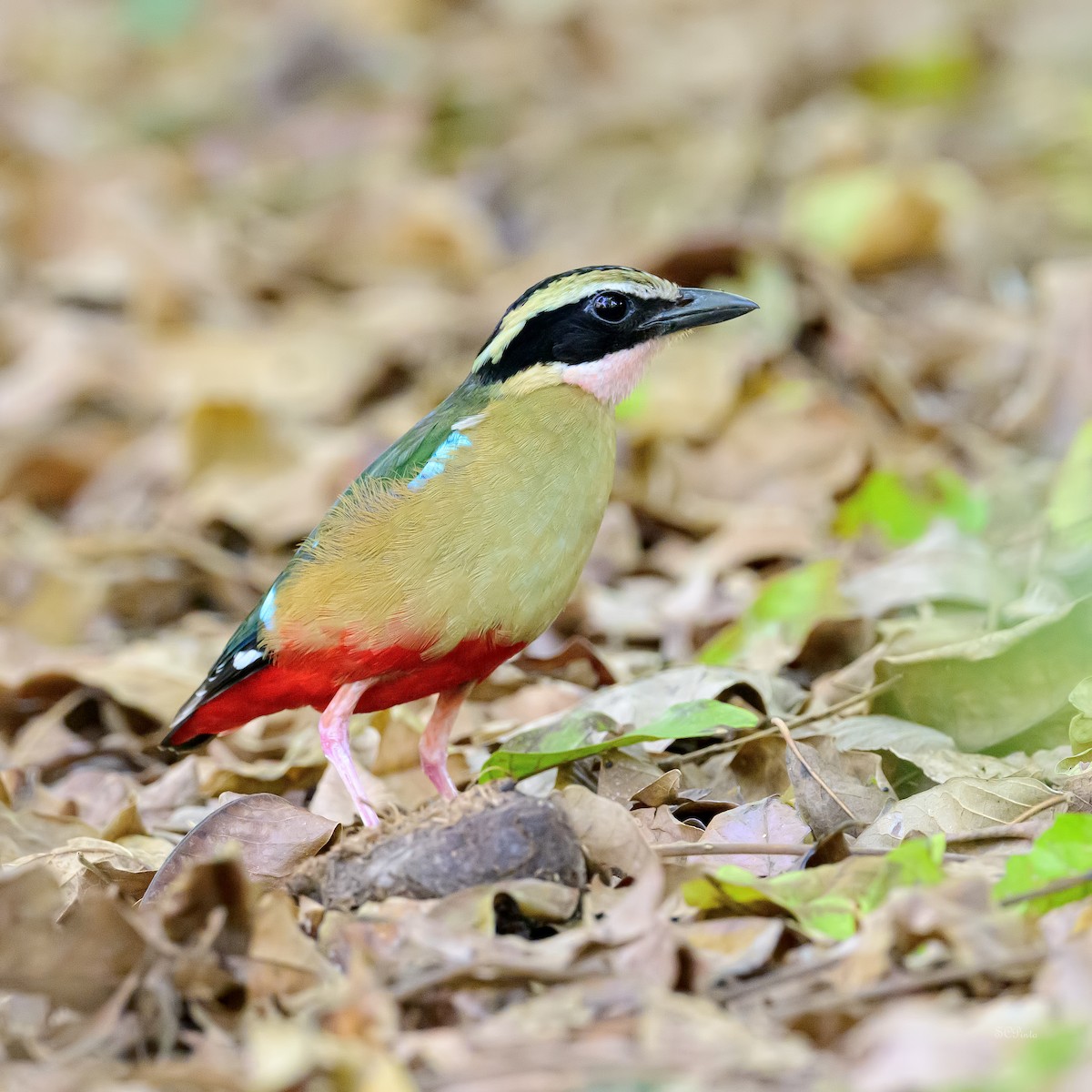 African Pitta - ML627833732
