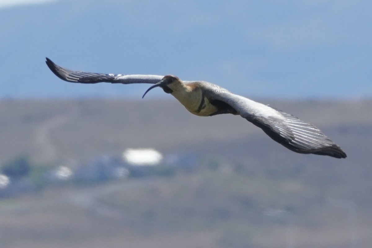 Black-faced Ibis - ML627833757