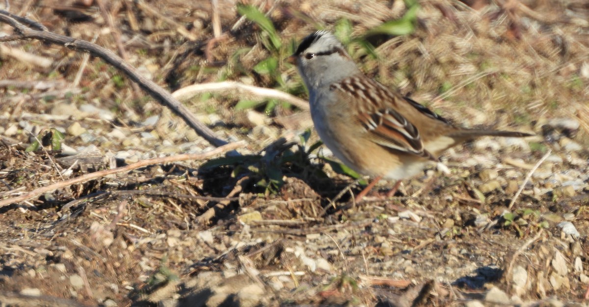 White-crowned Sparrow - ML627833803