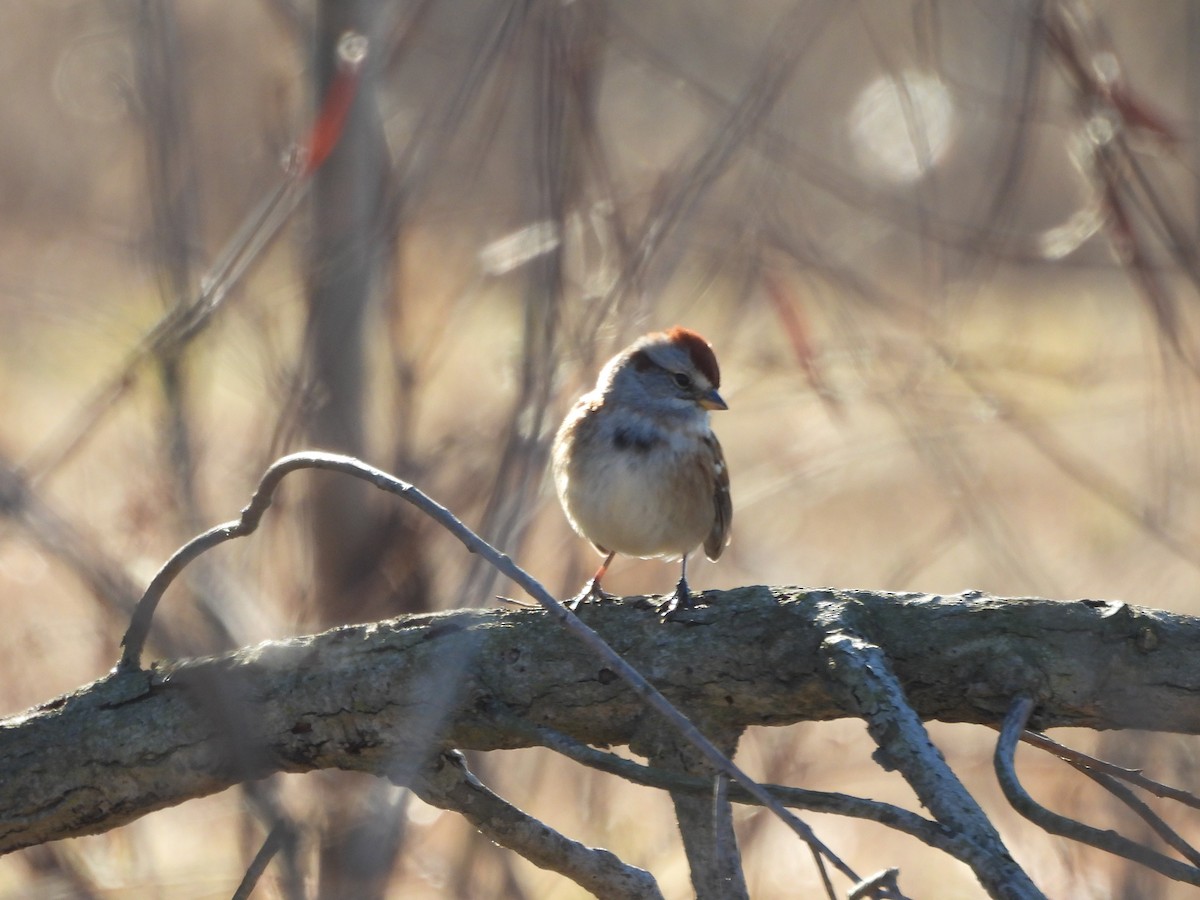 American Tree Sparrow - ML627833824