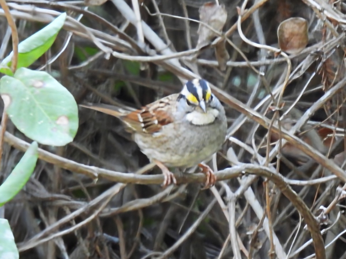 White-throated Sparrow - ML627833825