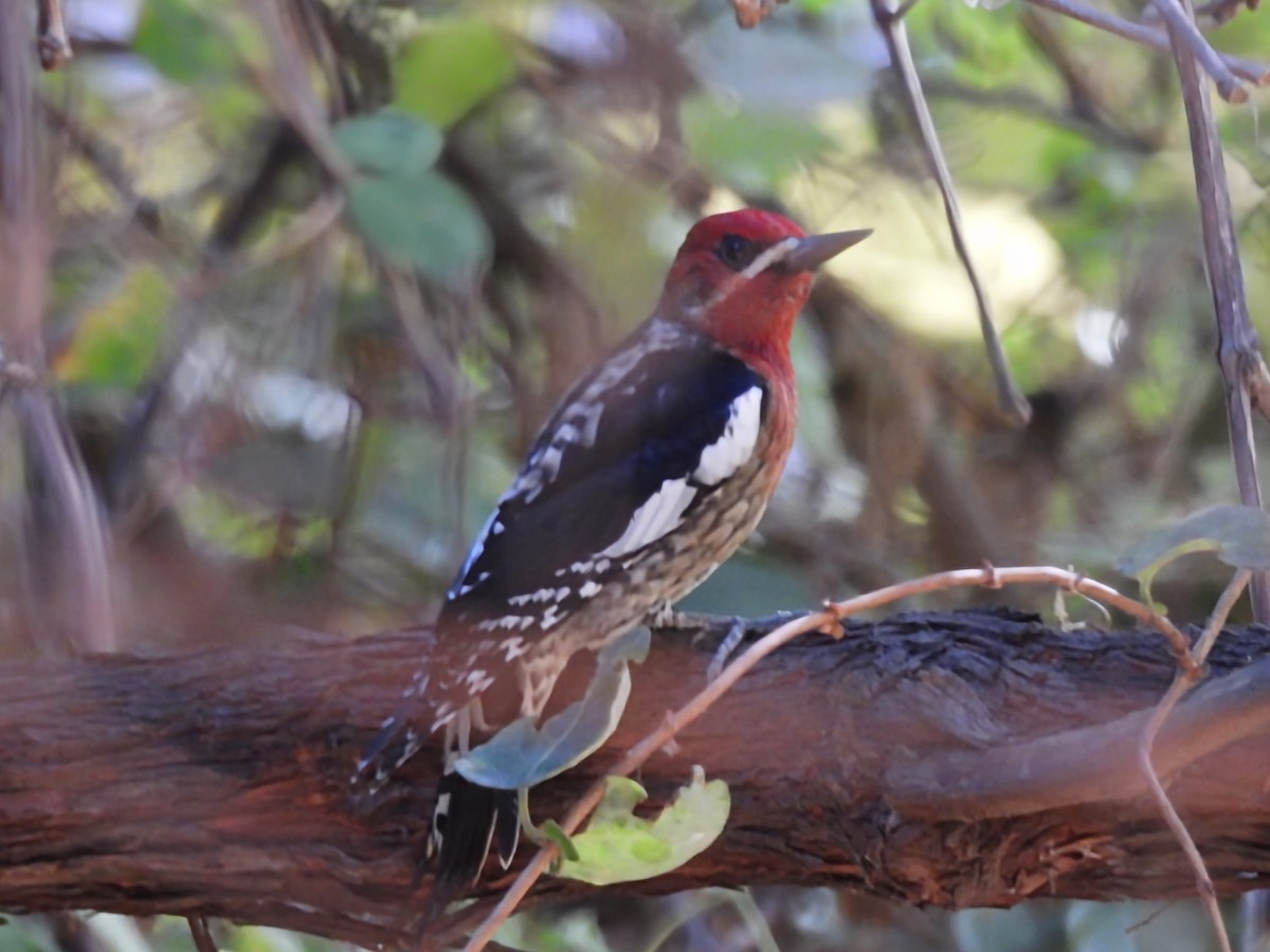 Red-breasted Sapsucker - ML627833843