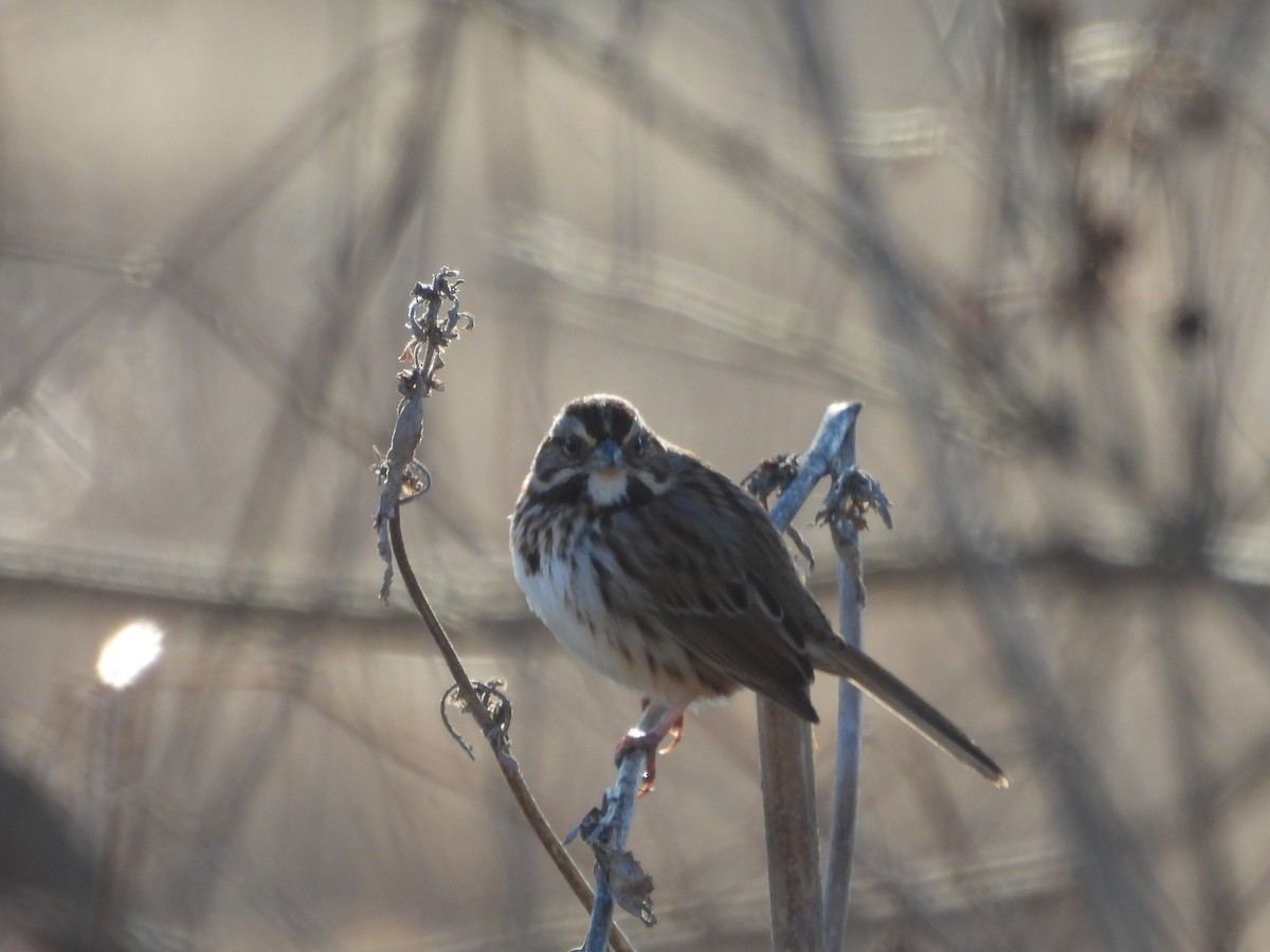 Song Sparrow - ML627833844