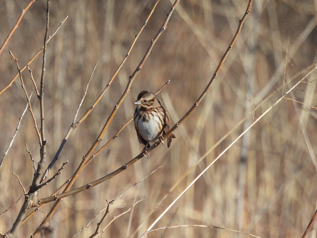 Song Sparrow - ML627833870