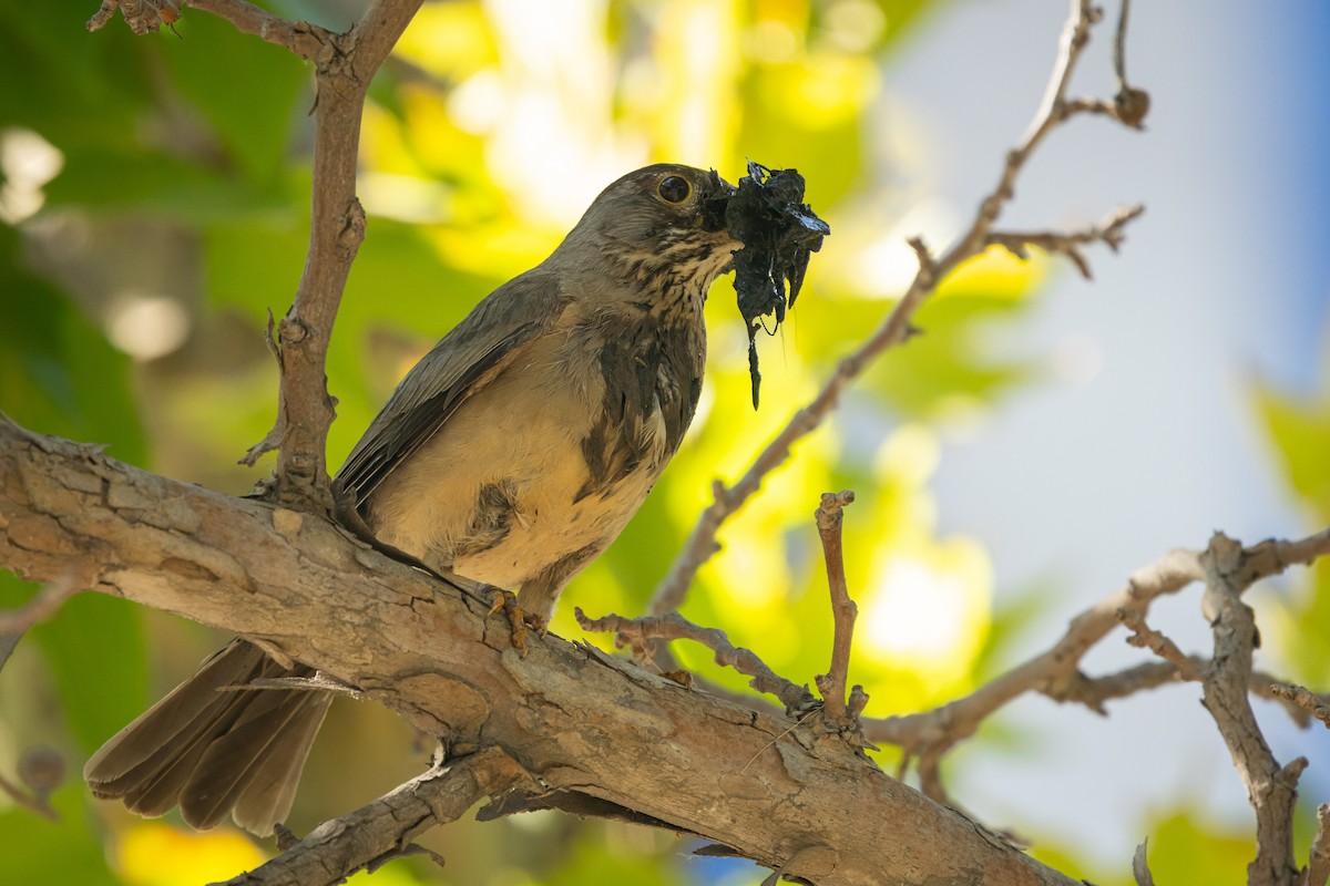 Austral Thrush (Magellan) - Ariel Cabrera Foix