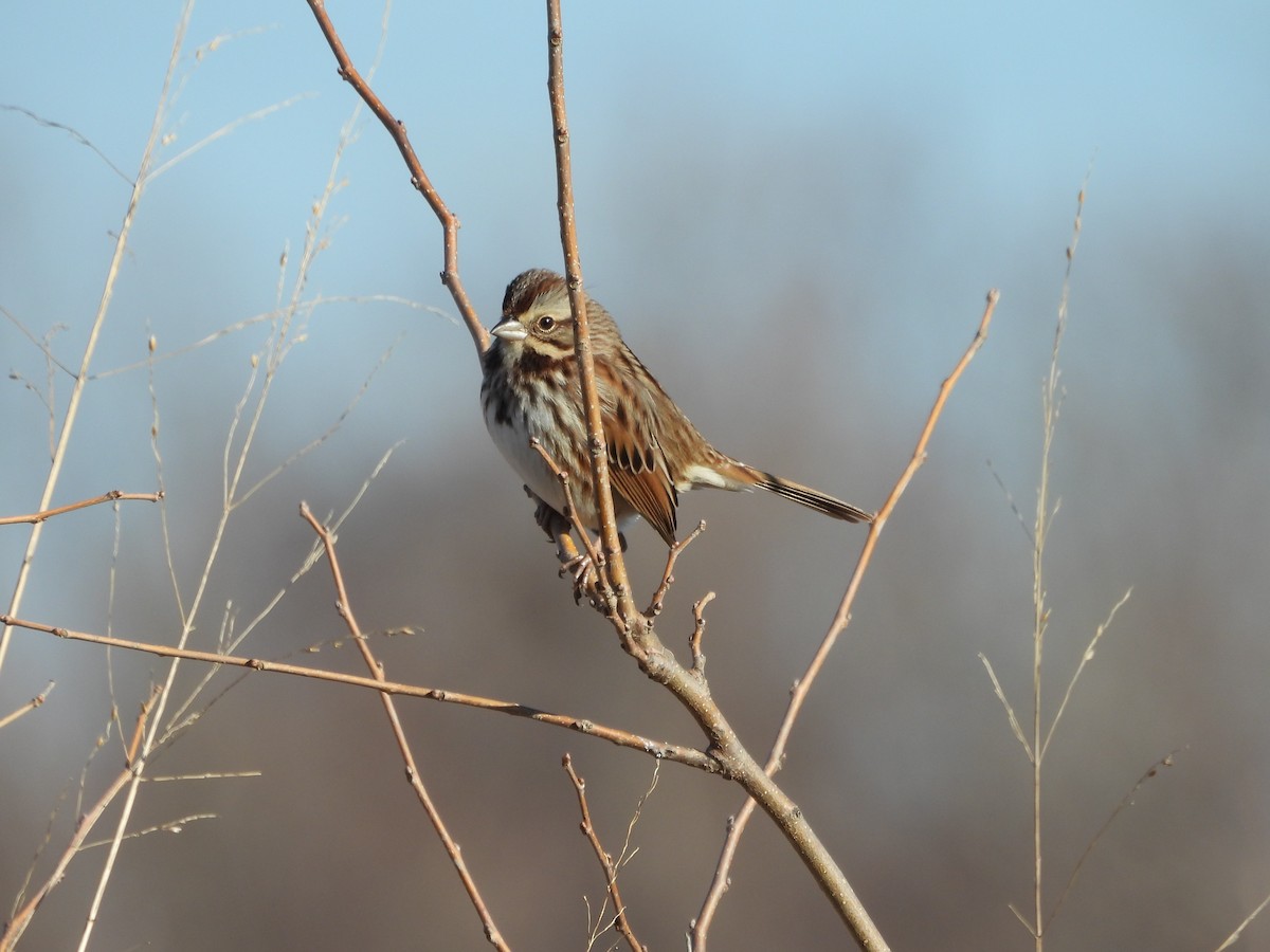 Song Sparrow - ML627833880