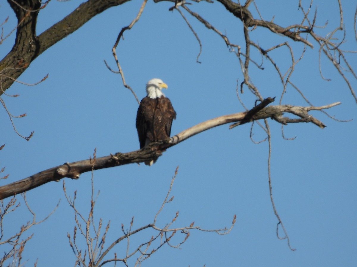 Bald Eagle - ML627833903