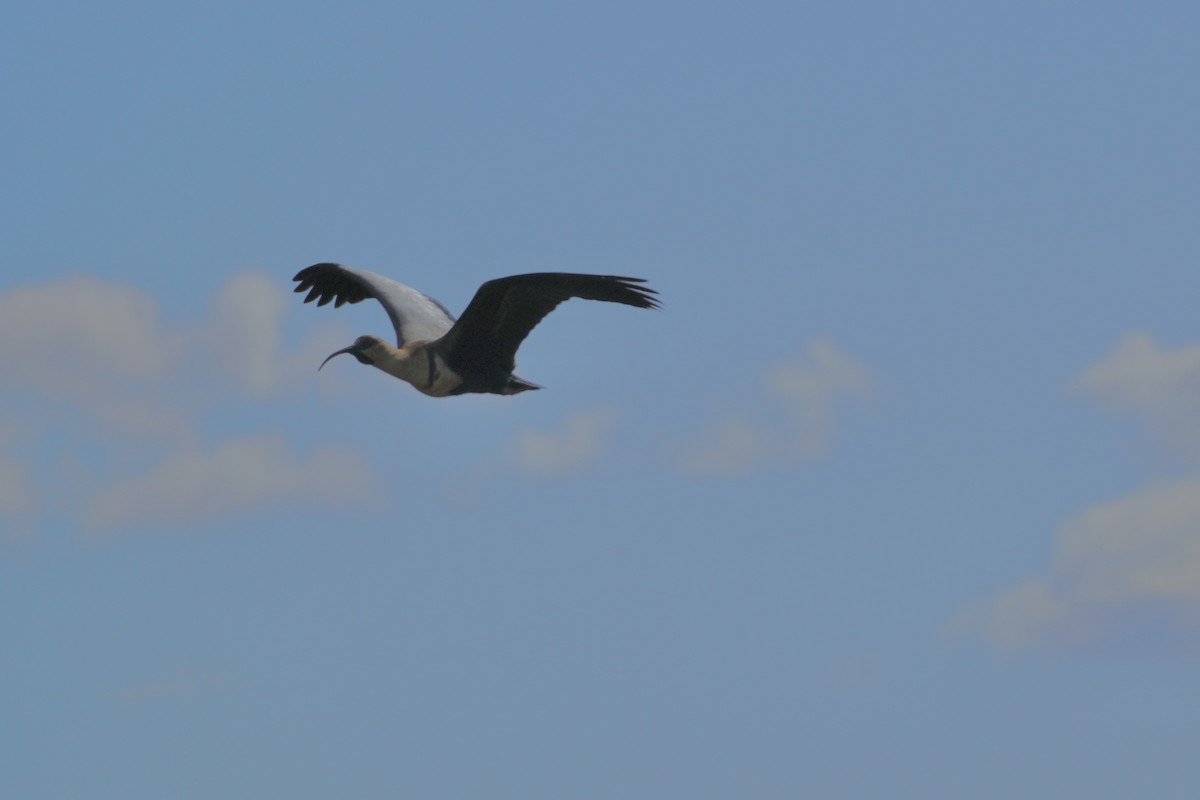 Black-faced Ibis - ML627833912