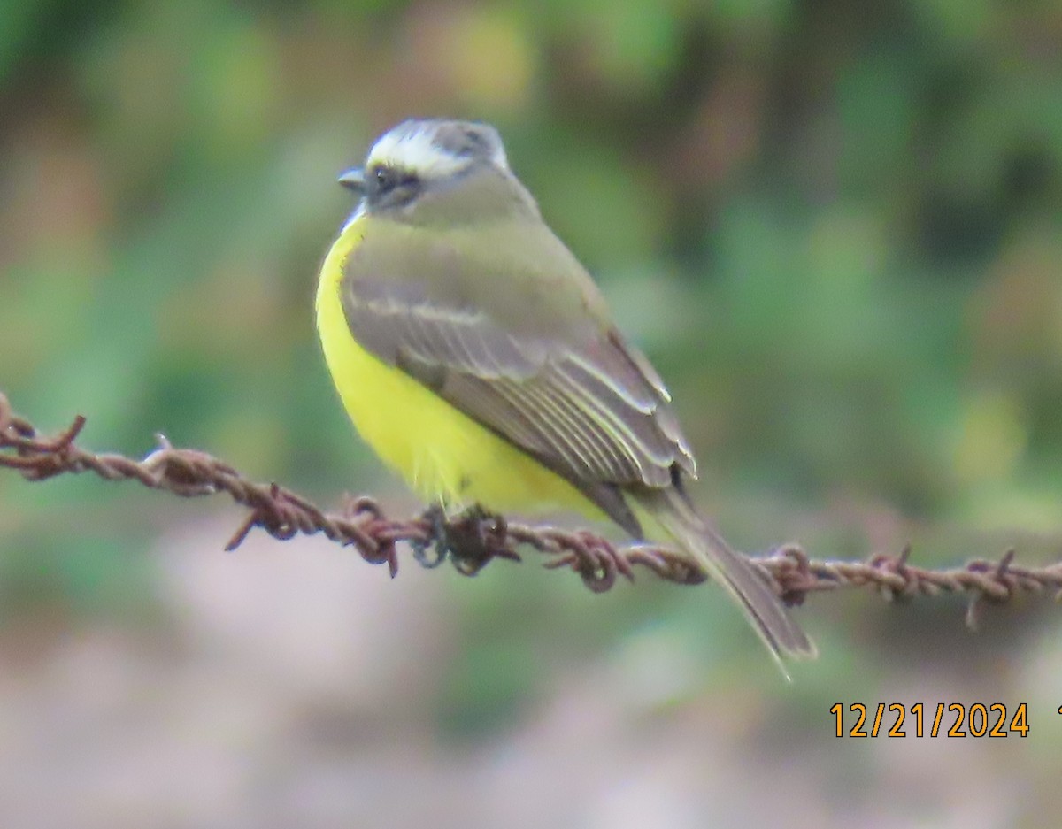 Social Flycatcher - ML627833916