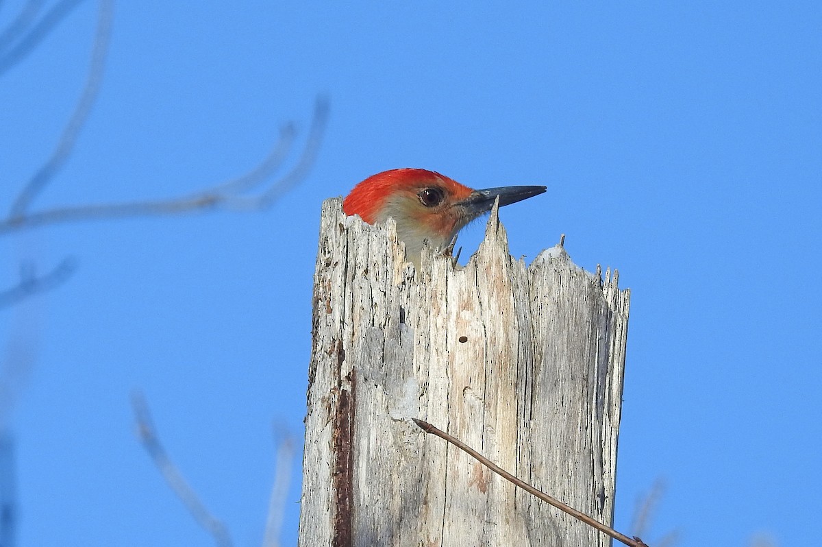 Red-bellied Woodpecker - ML627833932