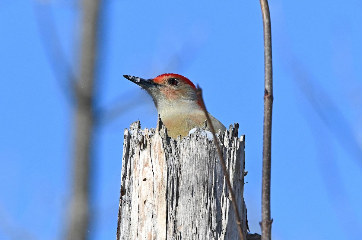 Red-bellied Woodpecker - ML627833933