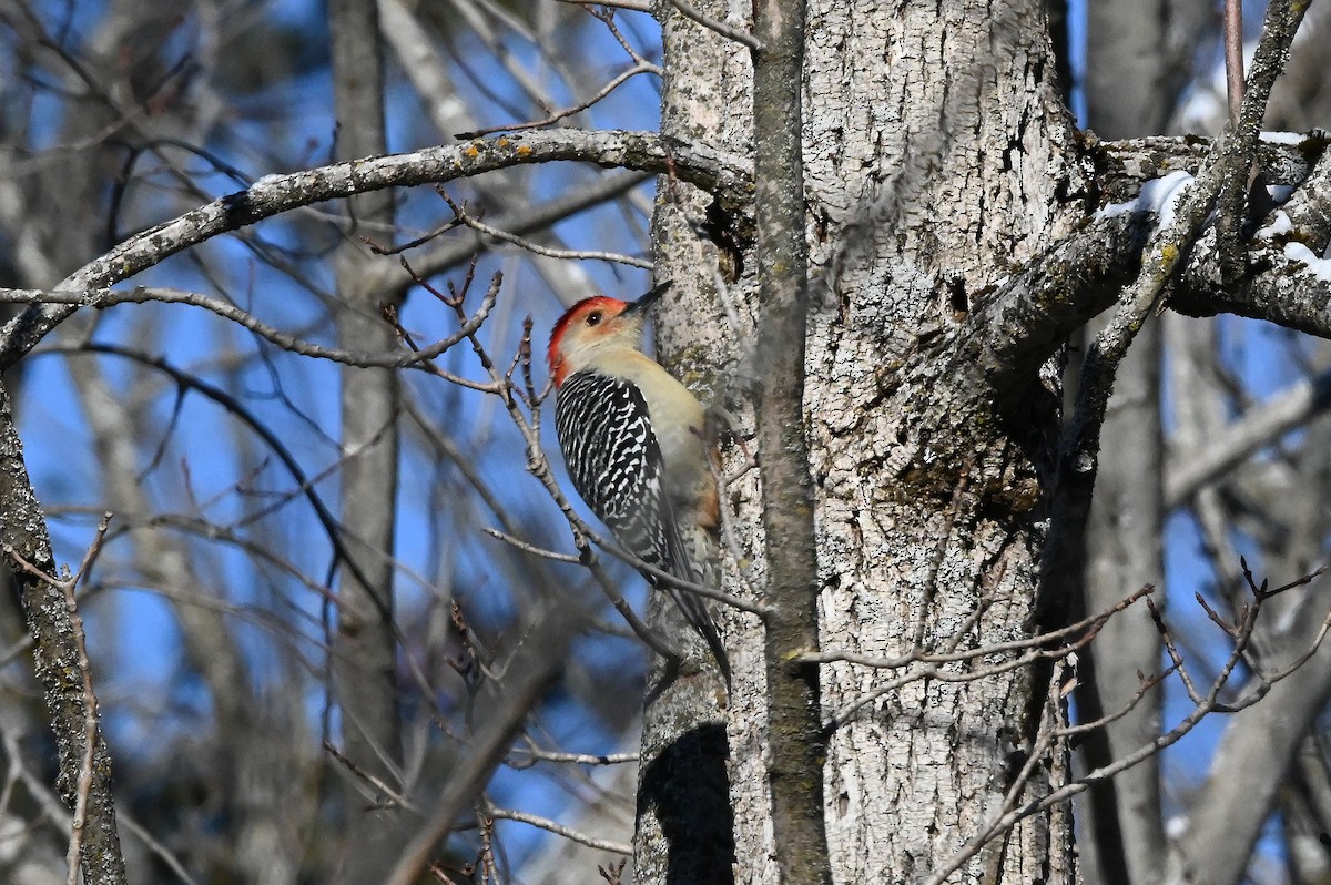 Red-bellied Woodpecker - ML627833934