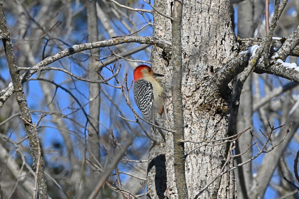 Red-bellied Woodpecker - ML627833935