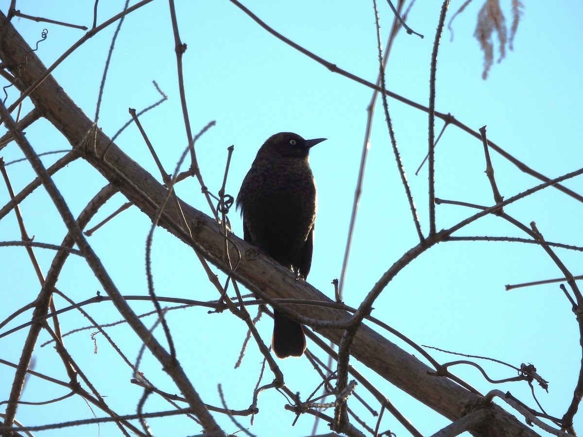 Rusty Blackbird - ML627834001