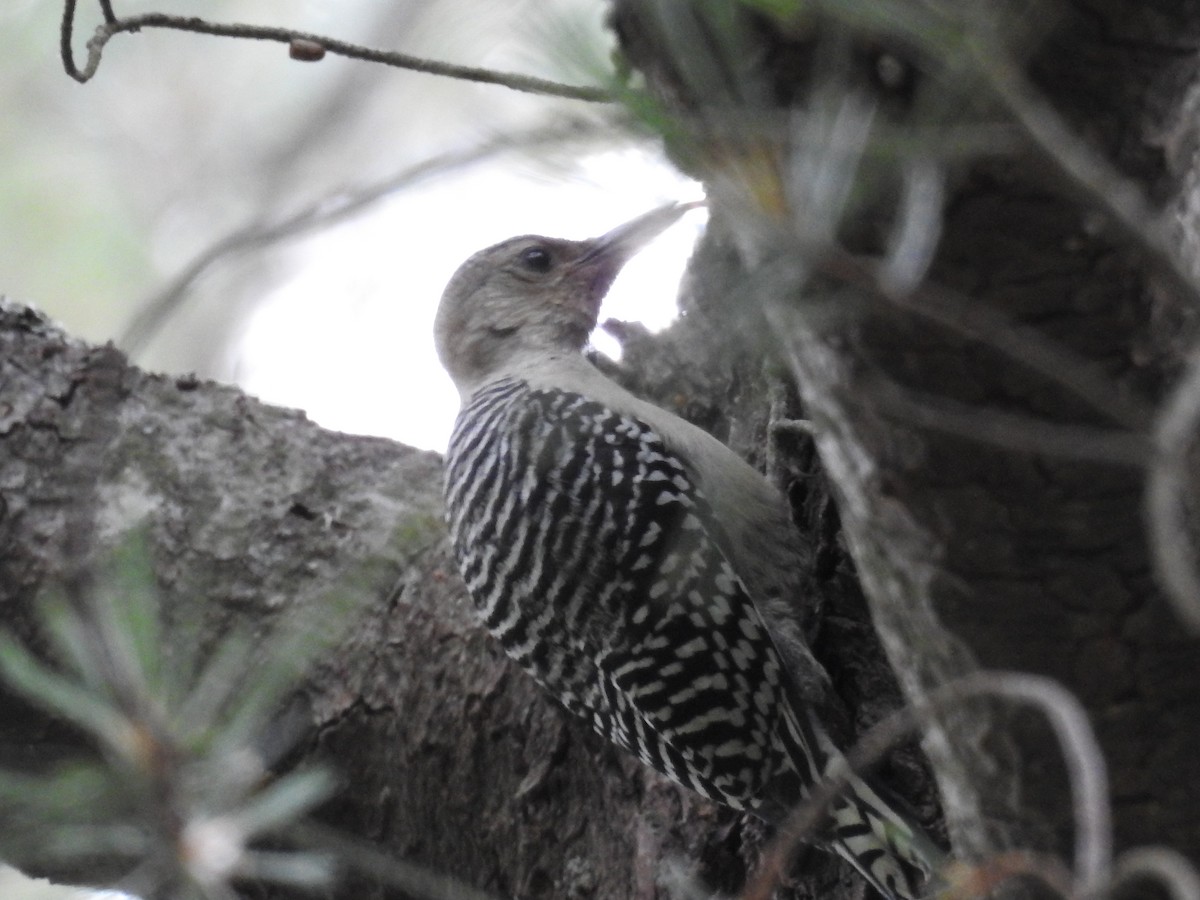 Red-bellied Woodpecker - ML62783401