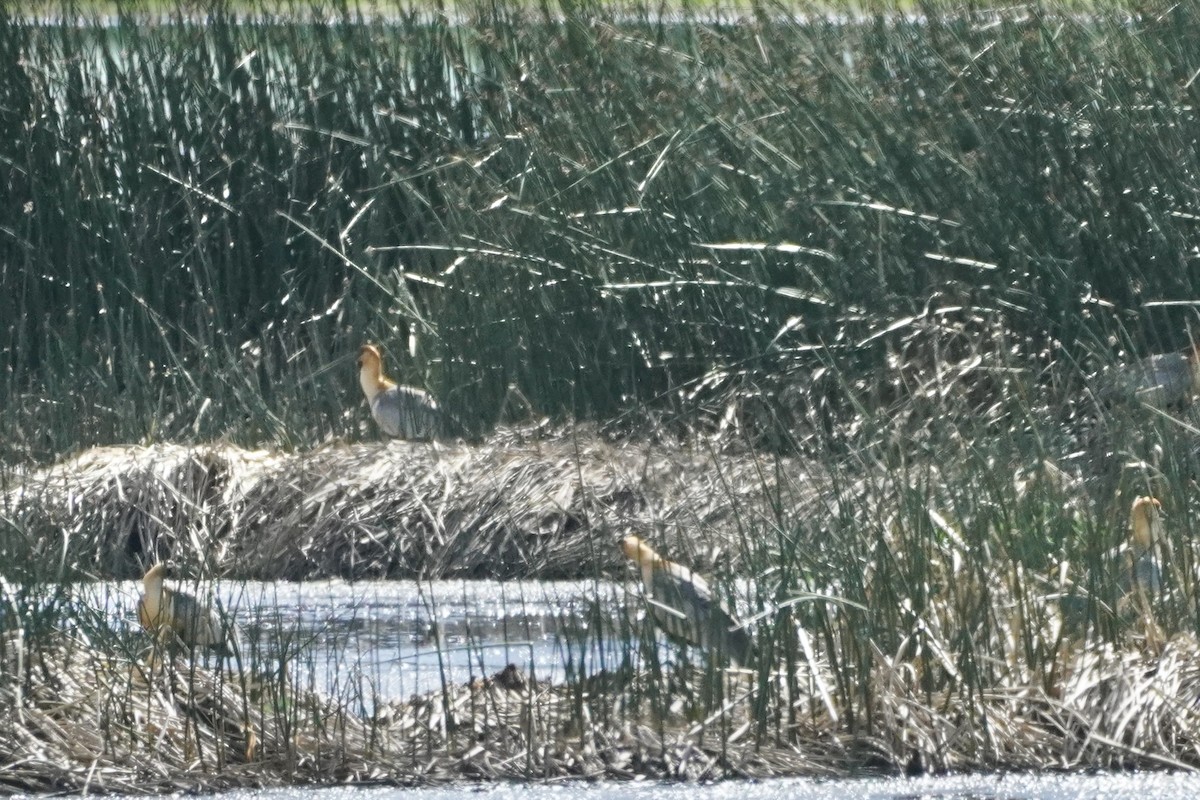 Black-faced Ibis - ML627834028