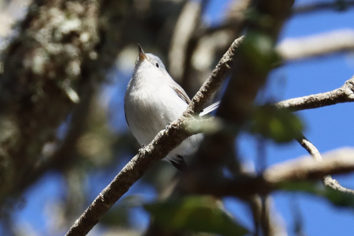 Blue-gray Gnatcatcher - ML627834038