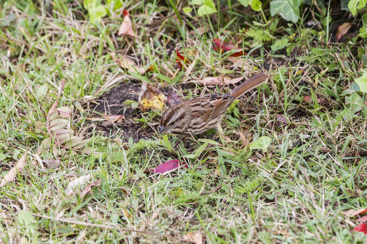 Song Sparrow (melodia/atlantica) - ML627834079