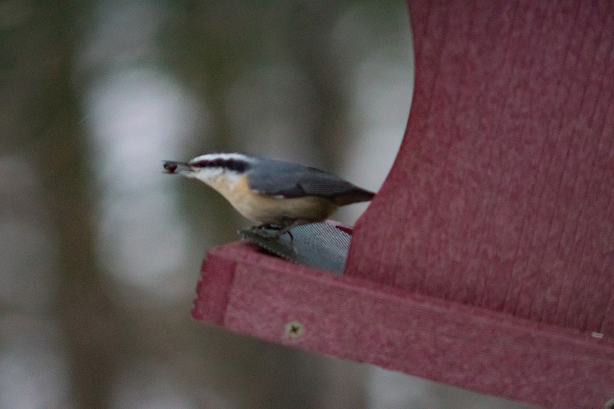 Red-breasted Nuthatch - ML627834141