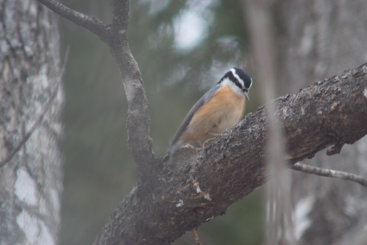 Red-breasted Nuthatch - ML627834142