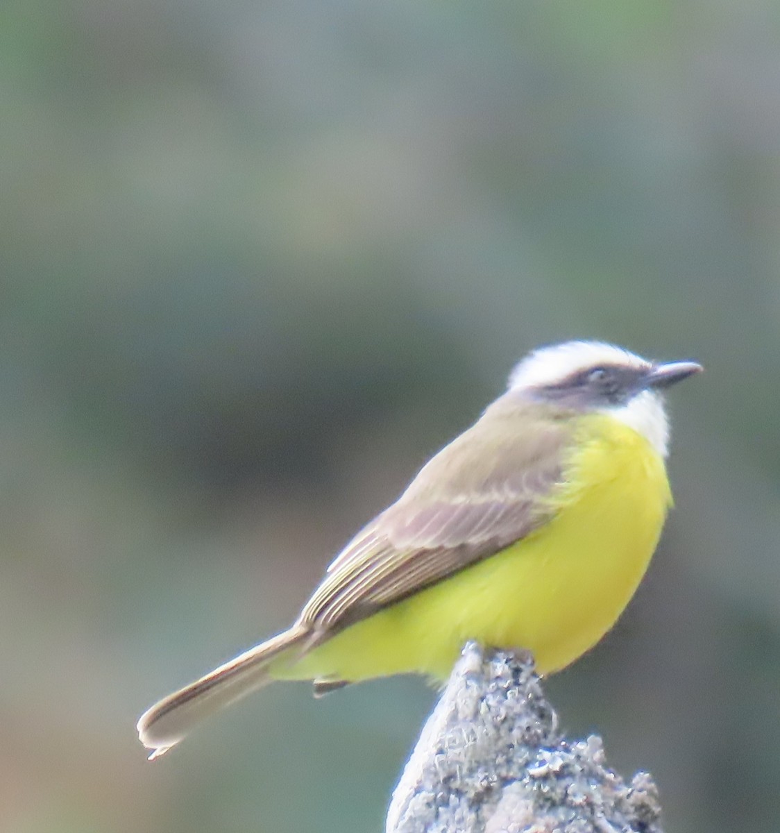 Social Flycatcher - ML627834155