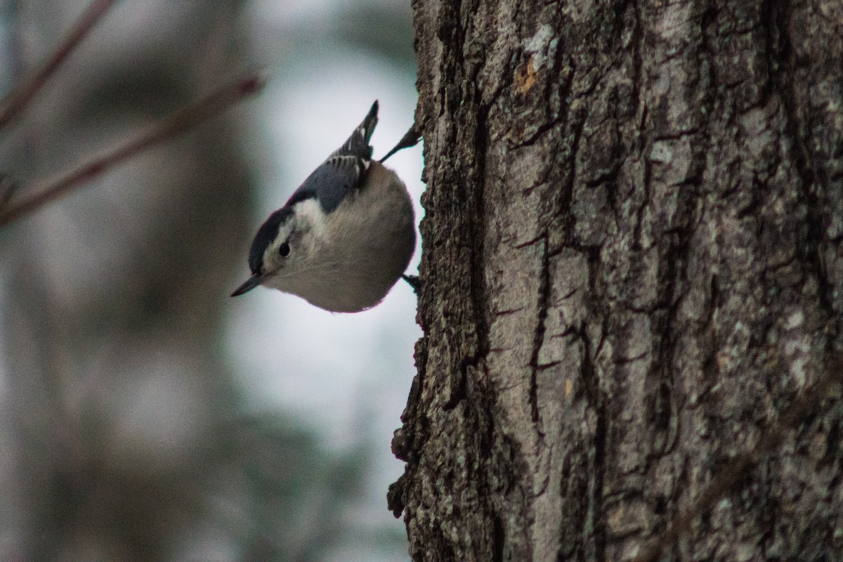 White-breasted Nuthatch - ML627834167