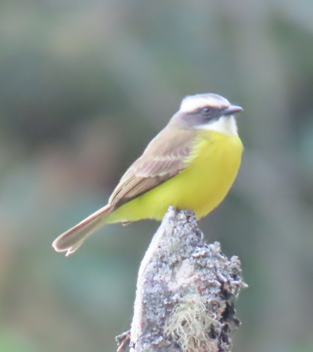 Social Flycatcher - ML627834174