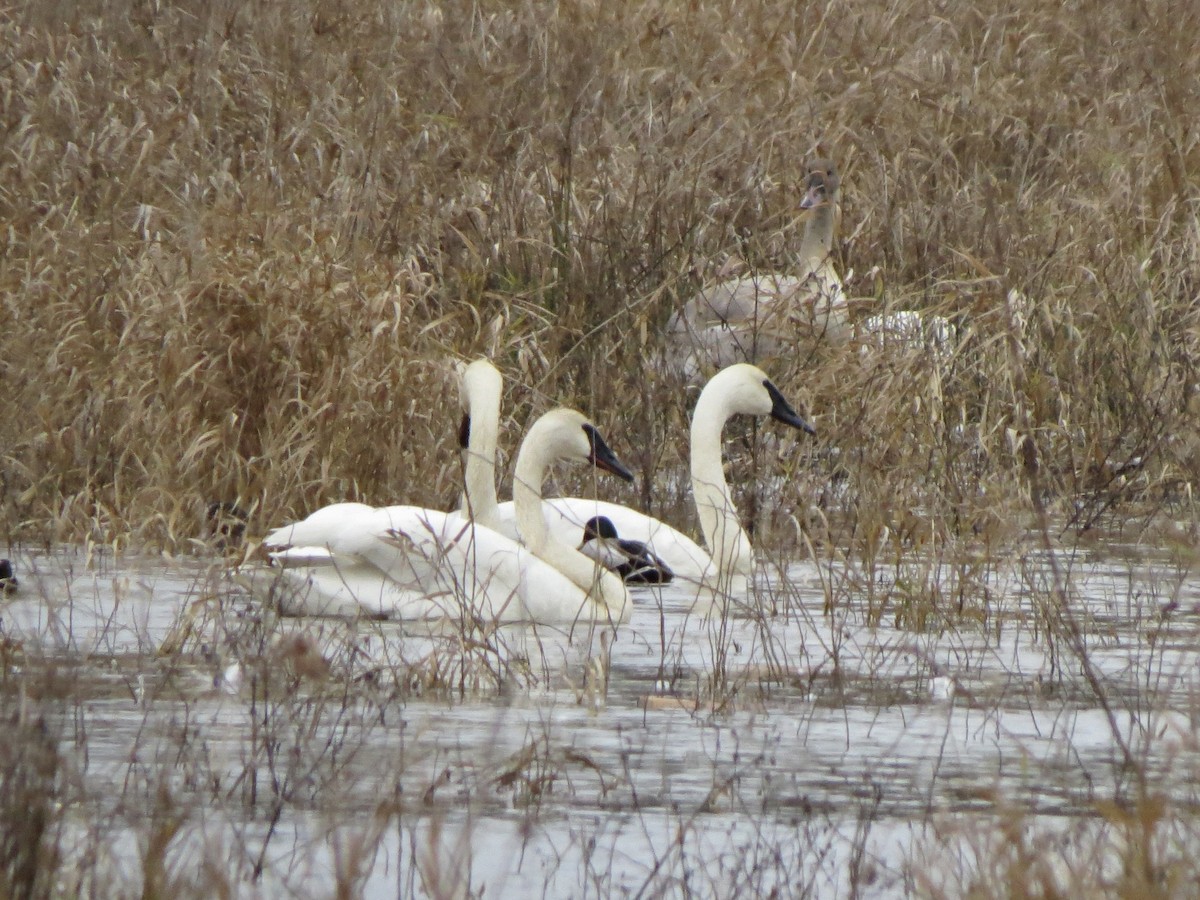 Trumpeter Swan - ML627834188