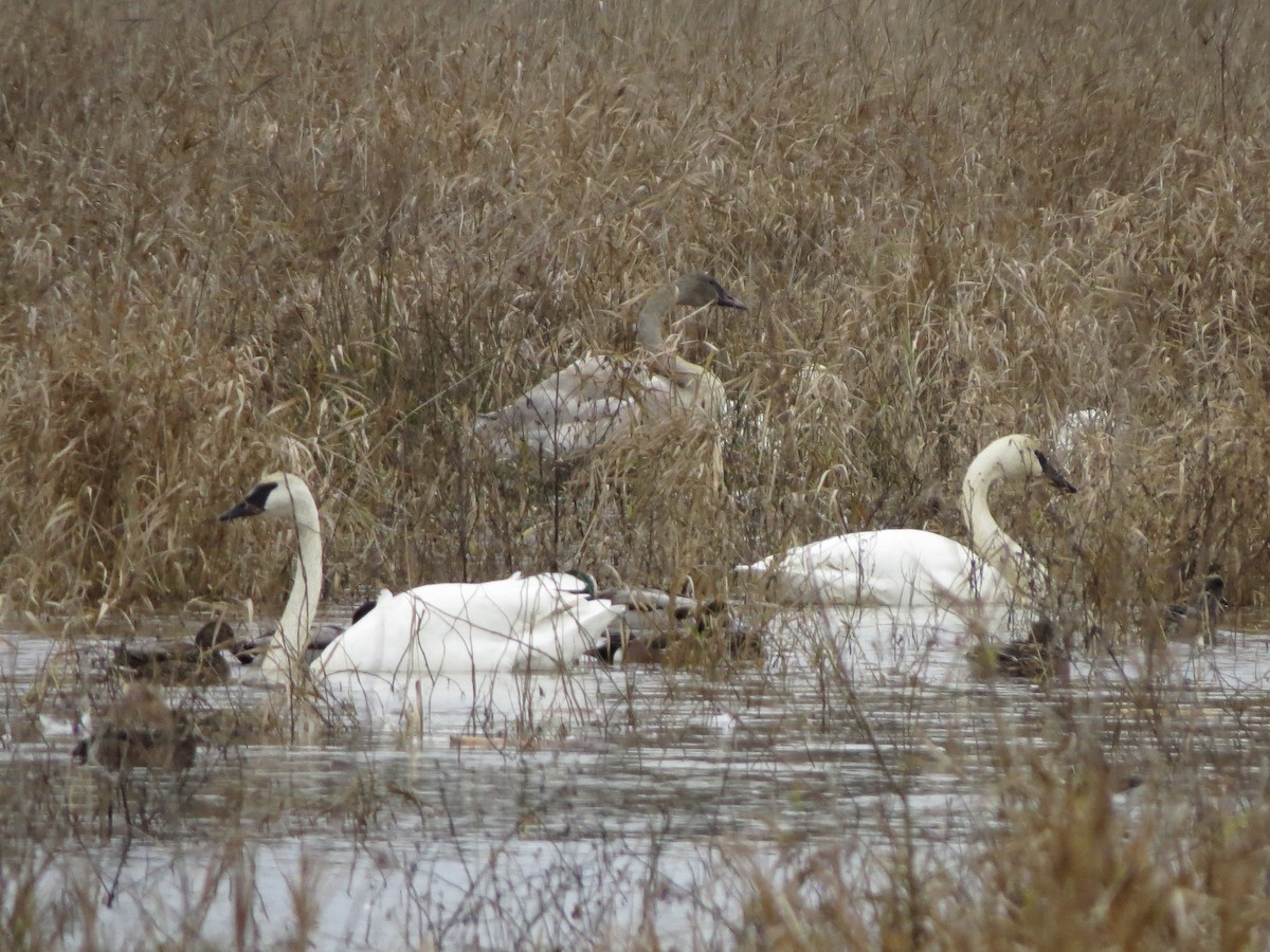 Trumpeter Swan - ML627834189