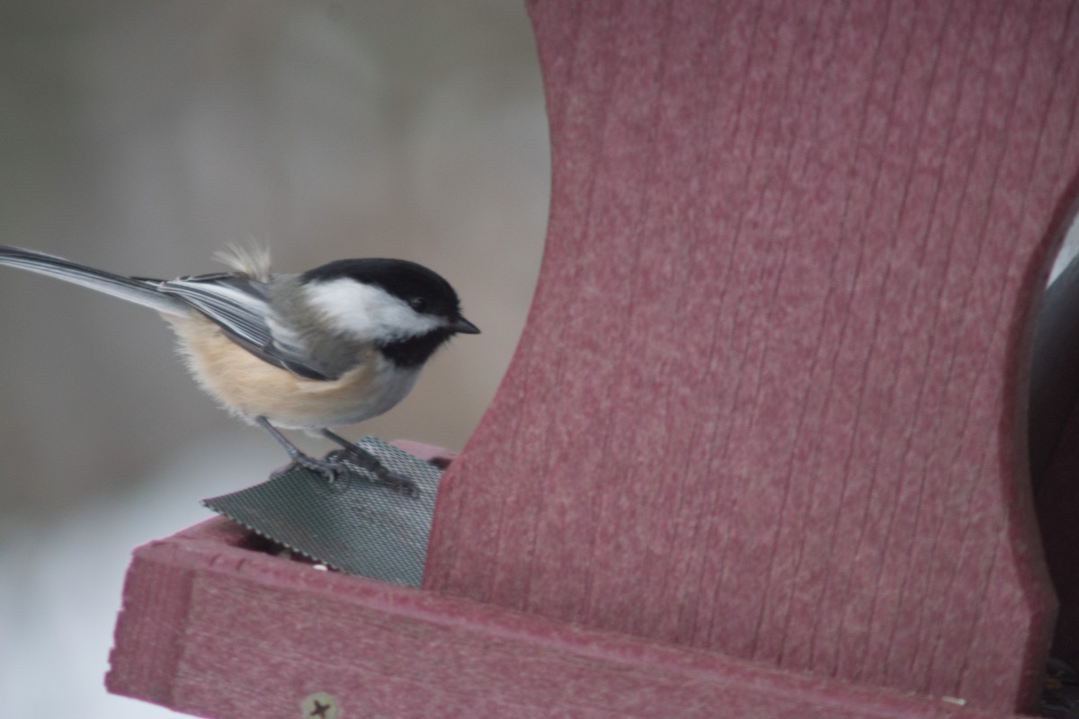 Black-capped Chickadee - ML627834194