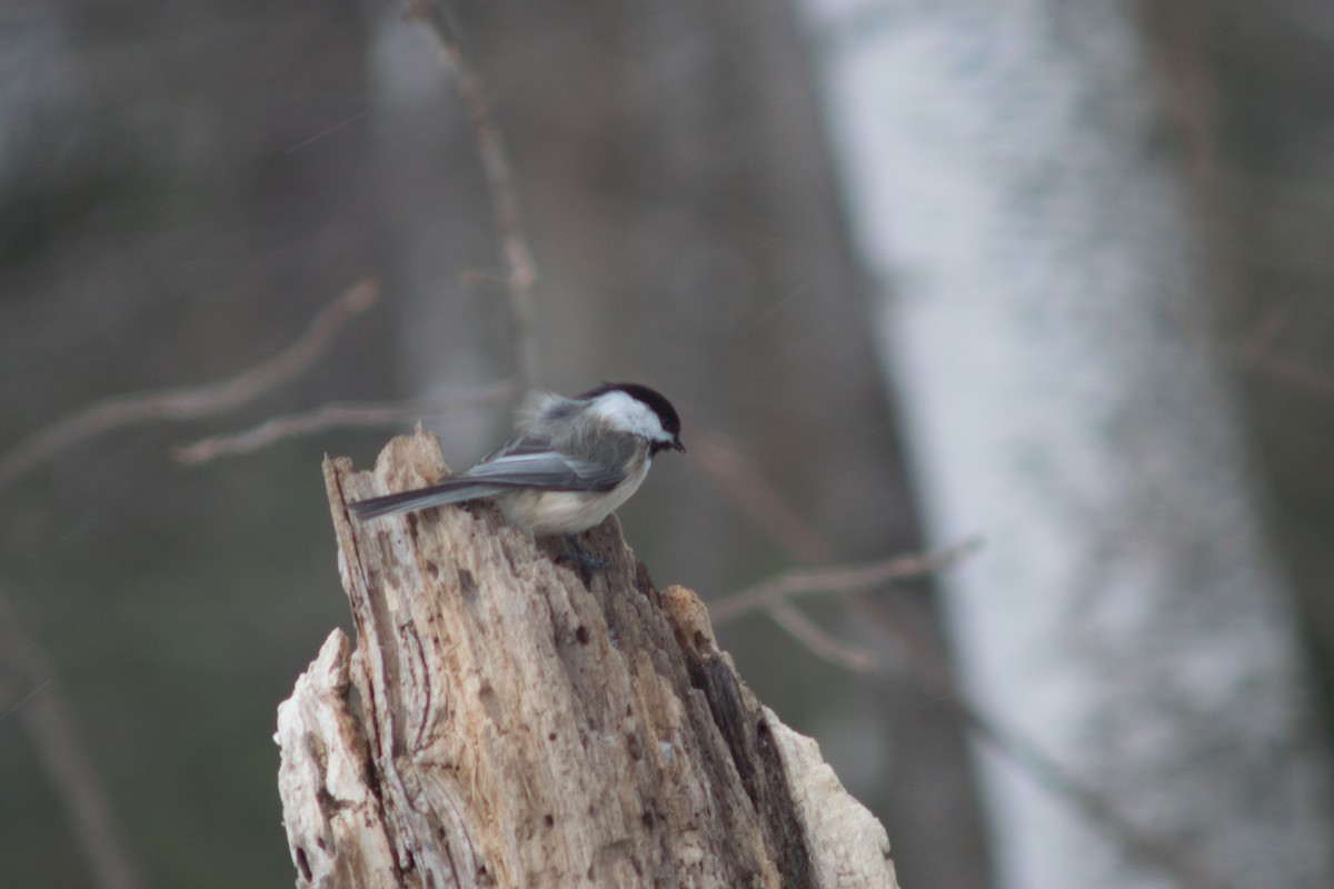 Black-capped Chickadee - ML627834195