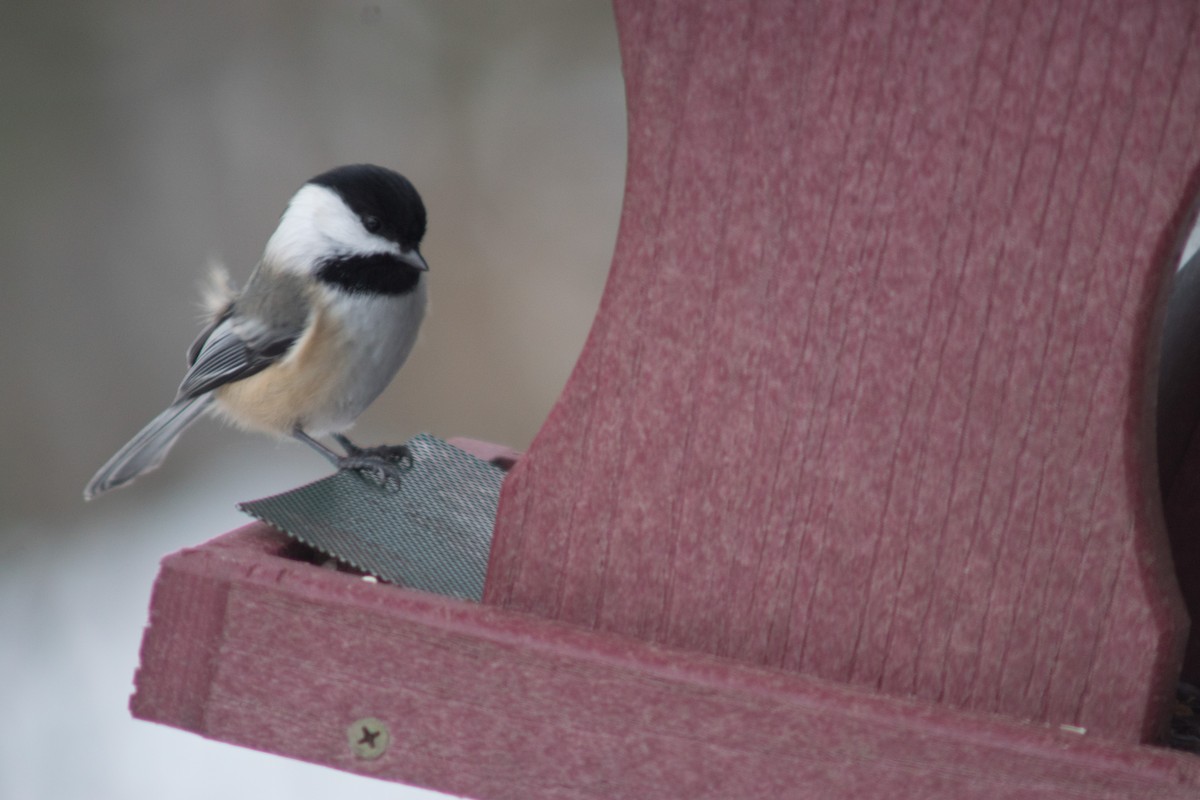 Black-capped Chickadee - ML627834196