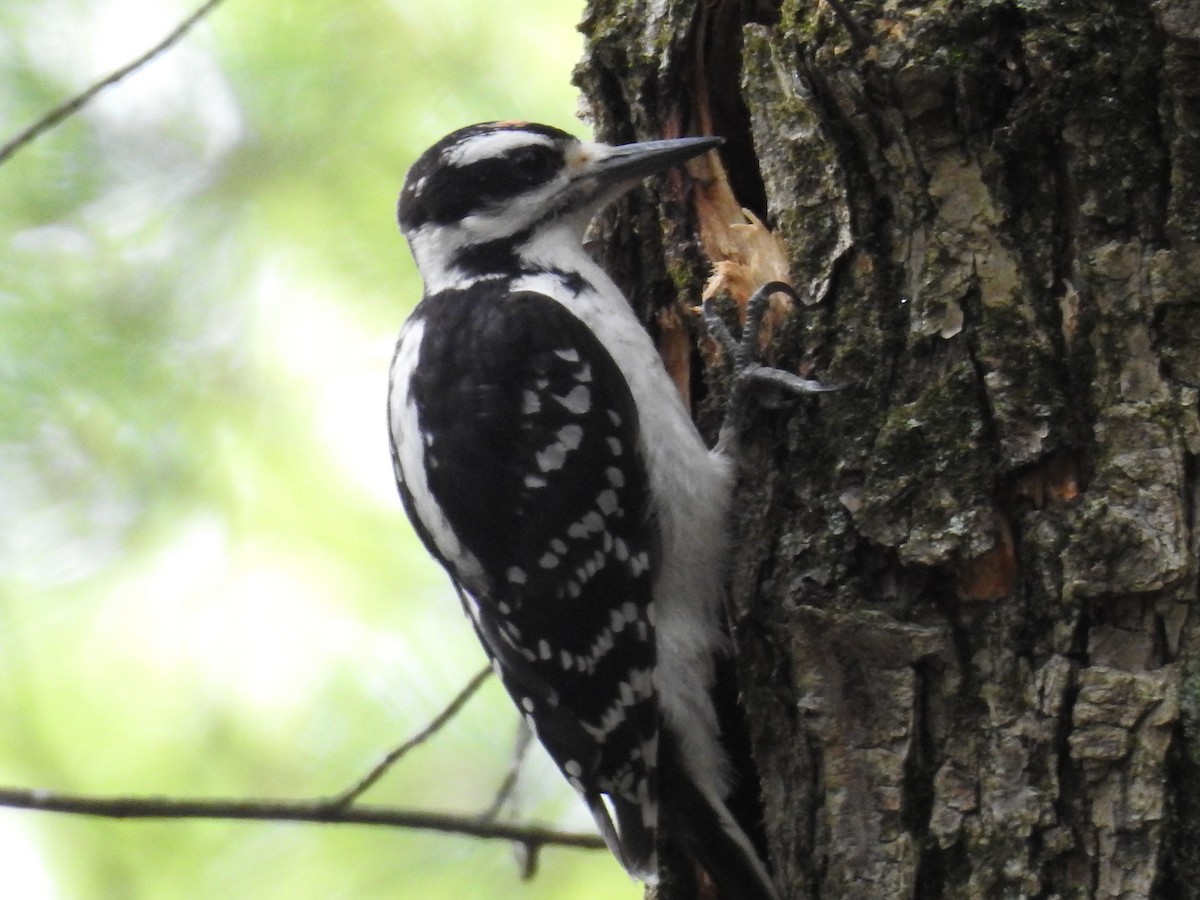 Hairy Woodpecker - ML62783421