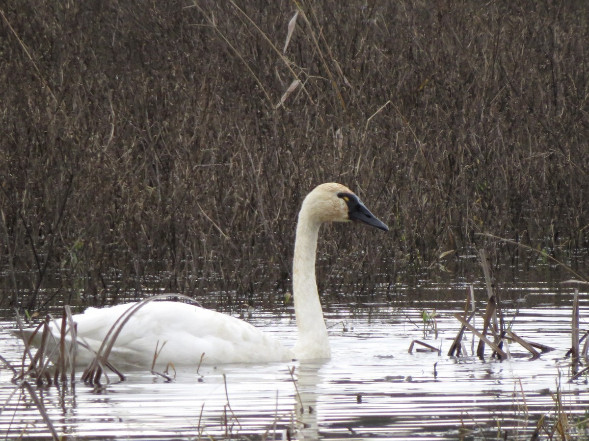 Tundra Swan - ML627834217