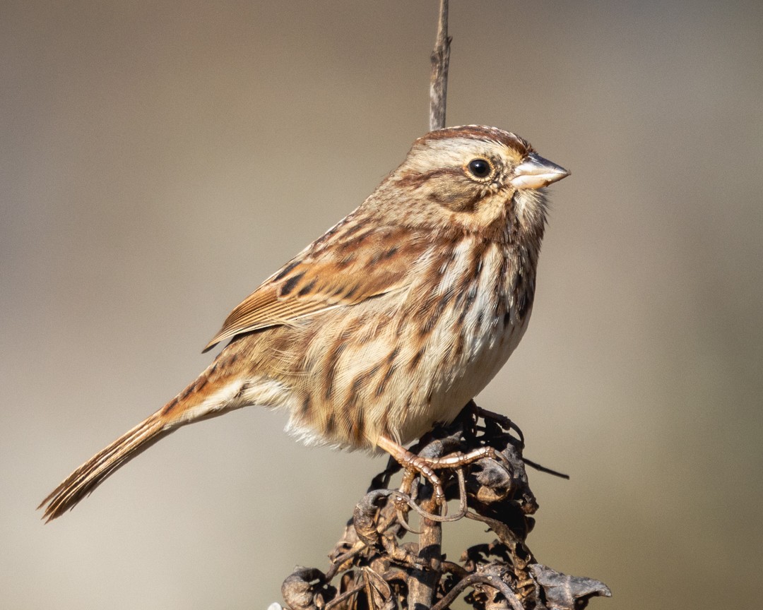 Song Sparrow - ML627834243